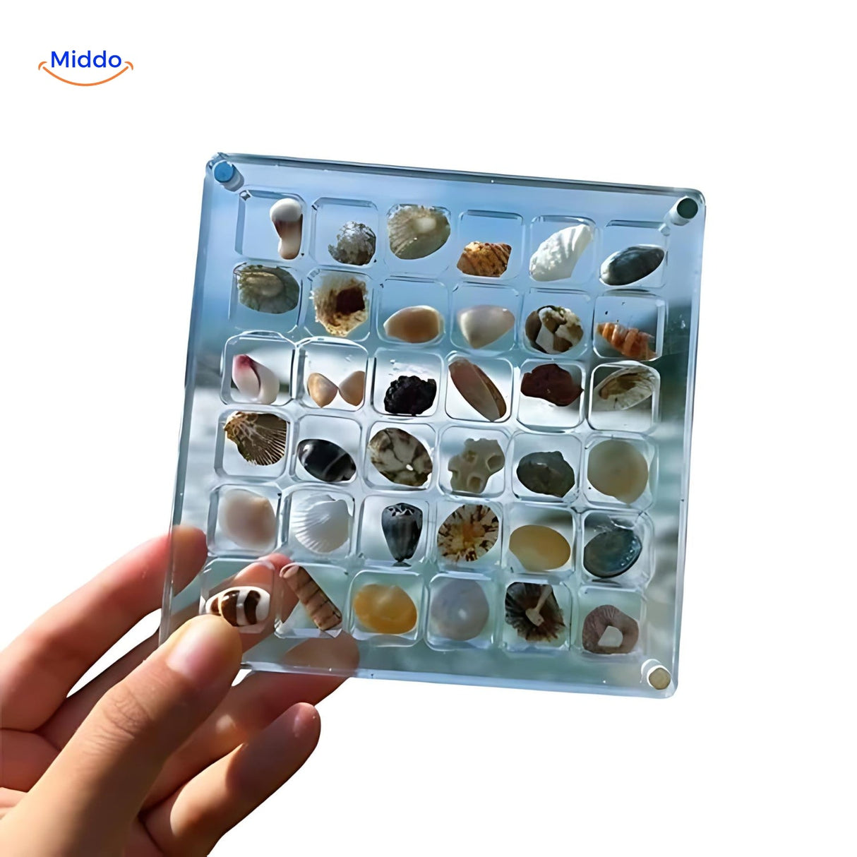 Elegant acrylic display case solution featuring beautiful presentation for collectible seashells.