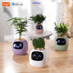 Decor & Planters