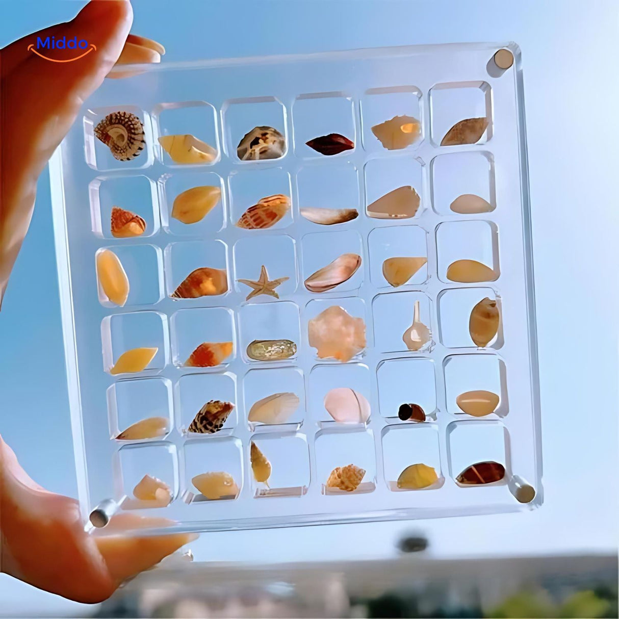 Acrylic display case showing simple assembly and easy maintenance setup for seashell storage.