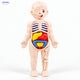 Kids Anatomy Set | Hands-On Science & STEM Learning