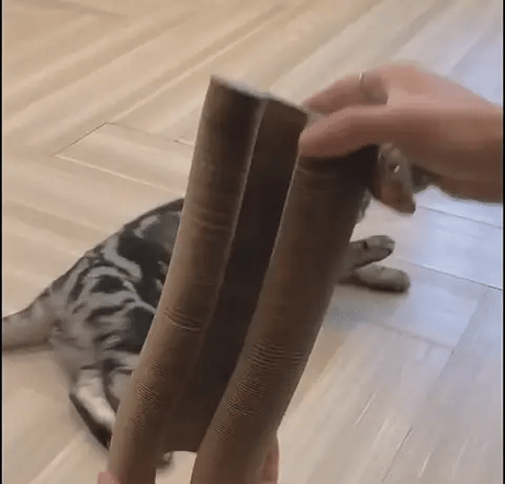 Cat scratching and relaxing on cardboard scratcher toy.