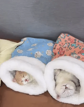 Cozy cat bed in blue and pink with two cats sleeping peacefully.