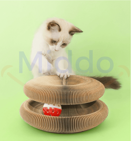 Curious cat playing and exploring on cardboard scratch toy.