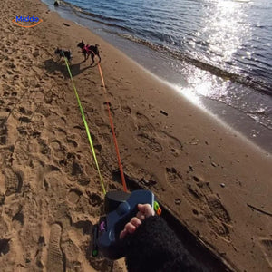 Dogs on beach enjoying outdoor walks with retractable dual leash.
