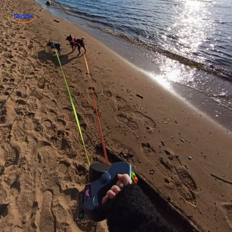 Dogs on beach enjoying outdoor walks with retractable dual leash.