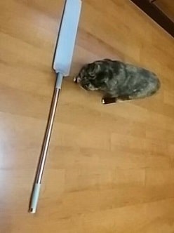 Pet owner using microfiber duster for gentle home cleaning.