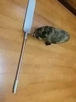 Pet owner using microfiber duster for gentle home cleaning.