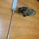 Pet owner using microfiber duster for gentle home cleaning.