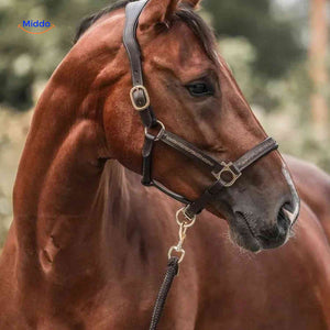Beautiful horse portrait with halter featured on the advent calendar packaging.
