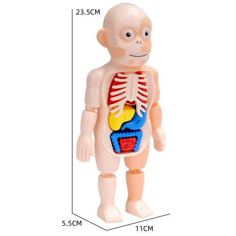 Complete kids anatomy set featuring interactive educational toys for science exploration.