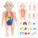 Kids Anatomy Set | Hands-On Science & STEM Learning