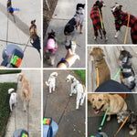 Multiple dogs walking together using the dual retractable leash system.