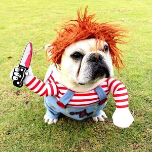 Bulldog lifestyle photo wearing comfortable Chucky Halloween costume outfit.