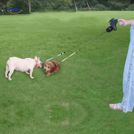 Two dogs on a grass field using the dual retractable leash safely.