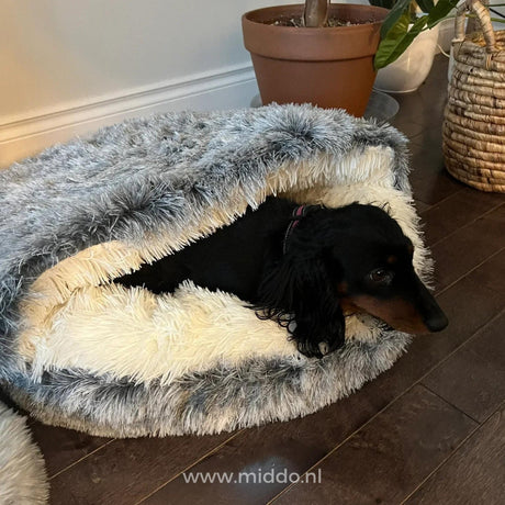 Comfortable pet bed featuring SoftSnuggle design for both dogs and cats.