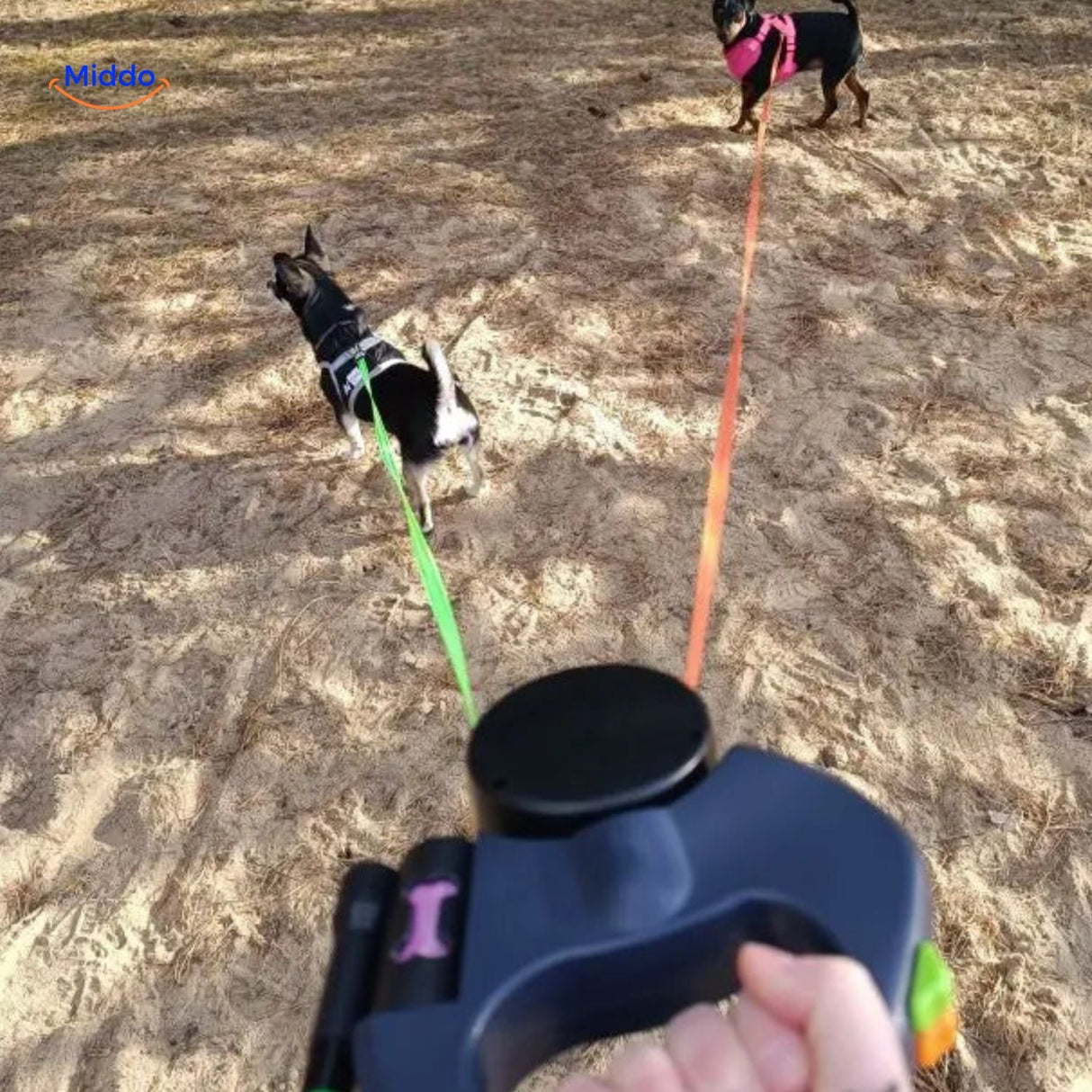 Two dogs on sandy beach with tangle-free dual retractable leash.